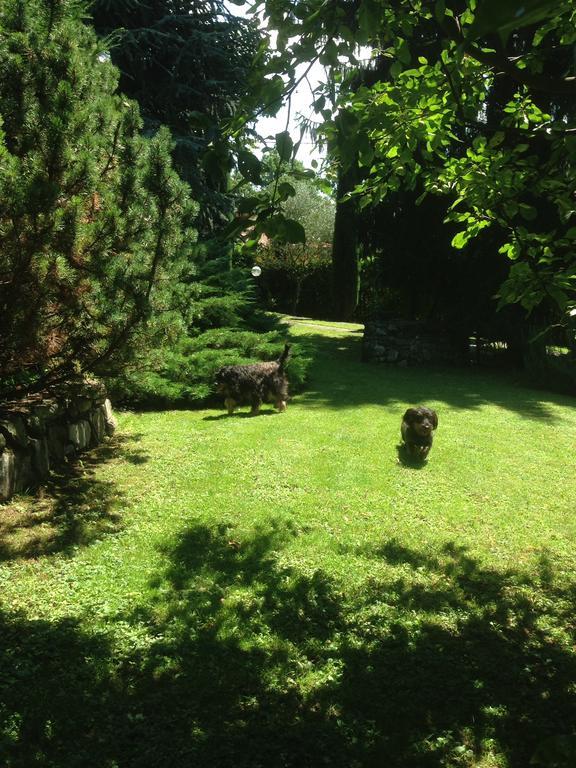Il Pioppo Antico * Viggiu